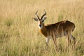 Antelope in the high steppe grass