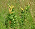 Antelope Horn Milkweed