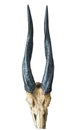 Antelope horns Royalty Free Stock Photo