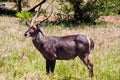 Antelope Royalty Free Stock Photo