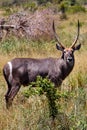 Antelope Royalty Free Stock Photo