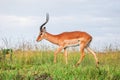 Antelope impala