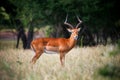 Antelope impala