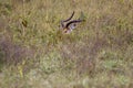 Antelope impala hiding in the grass savannah