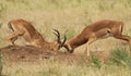 Antelope impala male Royalty Free Stock Photo