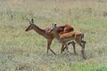 Antelope Impala