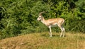 Antelope impala standing on small hill in front of trees