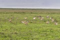 Antelope Impala in Tanzania