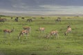 Antelope Impala in Tanzania