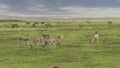 Antelope Impala in Tanzania