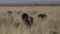 Antelope Island Bison Royalty Free Stock Photo