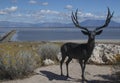 Antelope Island in the Great Salt Lake Royalty Free Stock Photo