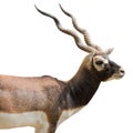 Antelope Isolated On White Background - Clipping Paths