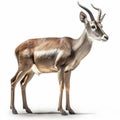 Antelope Isolated On White Background (Generative AI
