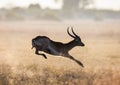 Antelope jumping. Very dynamic shot. Botswana. Okavango Delta. Royalty Free Stock Photo