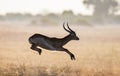 Antelope jumping. Very dynamic shot. Botswana. Okavango Delta. Royalty Free Stock Photo