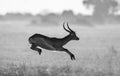 Antelope jumping. Very dynamic shot. Botswana. Okavango Delta. Royalty Free Stock Photo