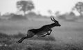 Antelope jumping. Very dynamic shot. Botswana. Okavango Delta. Royalty Free Stock Photo