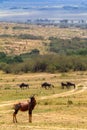 Antelope kongoni on the hill. Kenya, Masai Mara Royalty Free Stock Photo