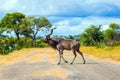 The antelope Kudu crosses a narrow road