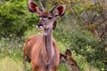 Antelope Kudu with oxpecker bird in Kruger National Park, South Africa