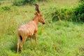 Antelope Lelwel Hartebeest