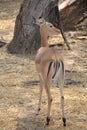 Antelope looking for food day time. Royalty Free Stock Photo