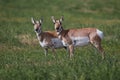 Antelope Looking At The Photographer Royalty Free Stock Photo