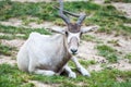 Antelope looking straight, lying on the grass, at the zoological park Royalty Free Stock Photo