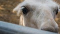 Antelope looks close-up into the camera lens, wild animal, antelope`s face. Royalty Free Stock Photo