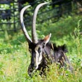 Antelope lying in green grass