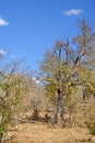 Antelope lying in the shade