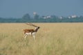 Antelope Male Blackbuck in a beautiful open grass field green background with a scenic landscape and skyline at tal chhapar Royalty Free Stock Photo