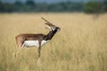 Antelope Male Blackbuck in a beautiful open grass field green background with a scenic landscape and skyline at tal chhapar Royalty Free Stock Photo