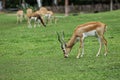 Least Concern species Blackbuck or Antilope cervicapra happy to eat grass Royalty Free Stock Photo
