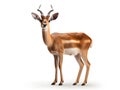 Antelope is a mammal in the order of paired ungulates. Generative AI