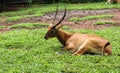 Antelope in Melaka zoo Royalty Free Stock Photo