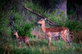 Antelope mother and young in forest savannah, Okavango, South Africa. Impala in golden grass. Beautiful impala in the grass with