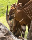 Antelope mouthful Royalty Free Stock Photo