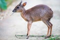 Antelope neotragus pygmaeus in the natural wildlife