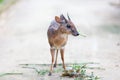 Antelope neotragus pygmaeus in the natural wildlife