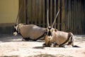 Antelope Oryx antilope and very gracious sable large Savannah herbivores cloven-hoofed ruminant hardy desert