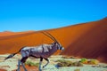 The Antelope Oryx, dry lake Sussussflay Royalty Free Stock Photo