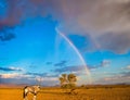 Antelope-oryx and magnificent rainbow Royalty Free Stock Photo