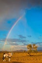 Antelope-oryx standing under rainbow Royalty Free Stock Photo