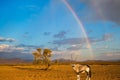 Antelope-oryx standing under rainbow Royalty Free Stock Photo