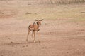 Antelope and oxpeckers