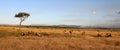 Antelope panarama in masai mara game park