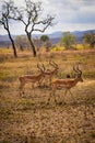 Antelope peacefully grazing in a sunny, grassy field with trees in the background