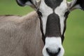 Antelope Portrait